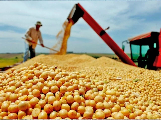 MT começa a colheita da soja 2025/26 com expectativa de safra recorde