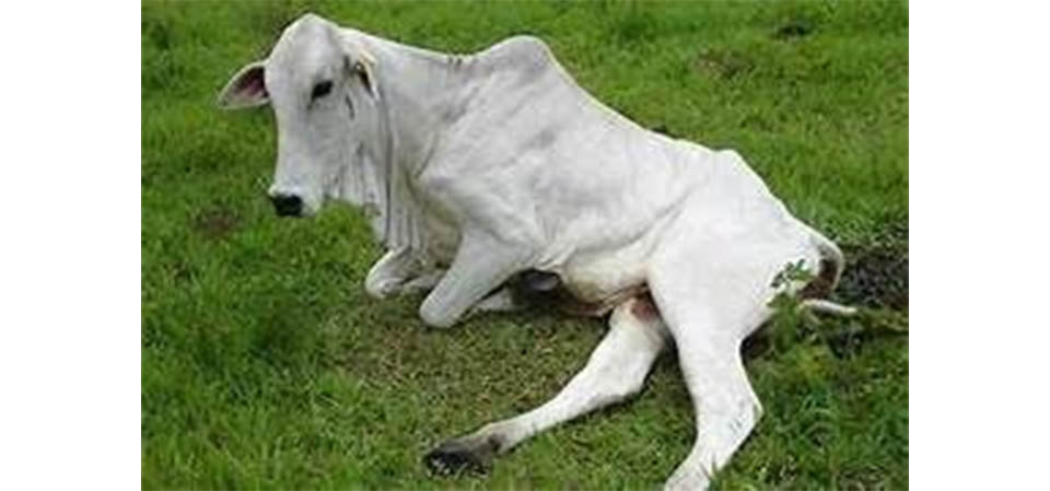 Indea confirma caso de raiva bovina em Mato Grosso