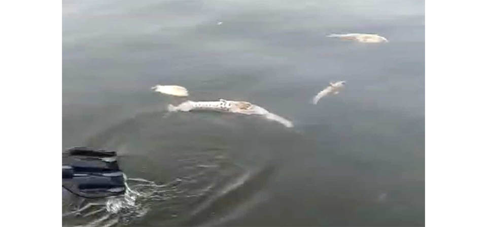 Centenas de peixes são encontrados mortos próximo à usina hidrelétrica