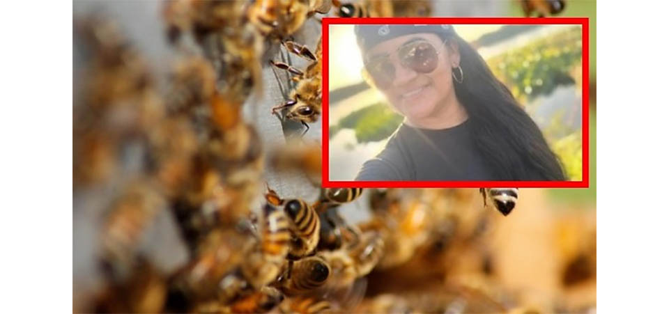 Professora de 42 anos morre após ser atacada por enxame de abelhas