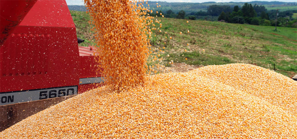 Mato Grosso impulsiona média de produtividade nacional de milho
