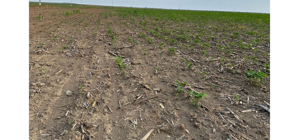 Agricultores precisam estar atentos à fertilidade do solo devido ao calor intenso em diversas regiões