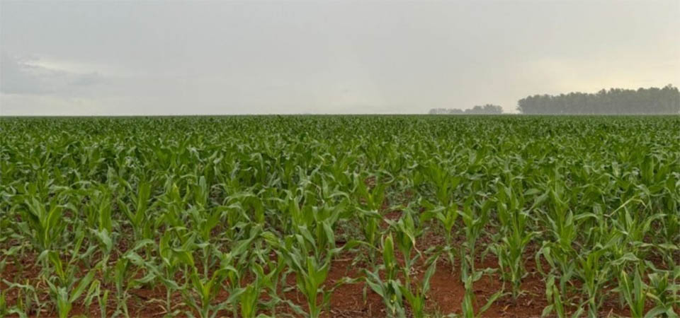 Menor volume de chuva na safra em Mato Grosso preocupa, aponta boletim da Embrapa