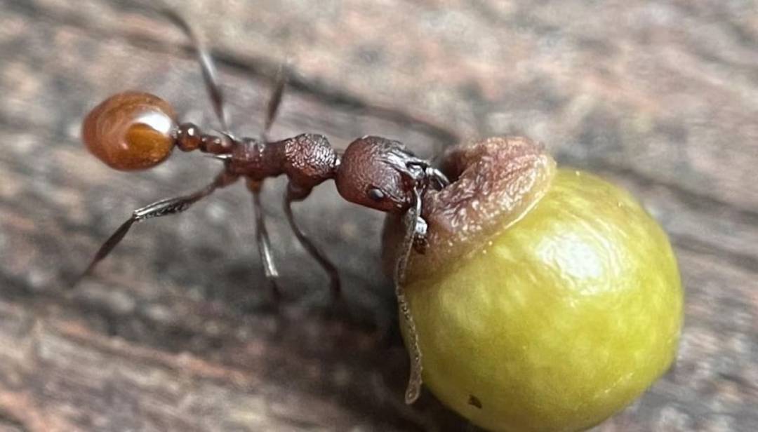 Menino de 8 anos faz descoberta no quintal e muda teoria centenária da biologia