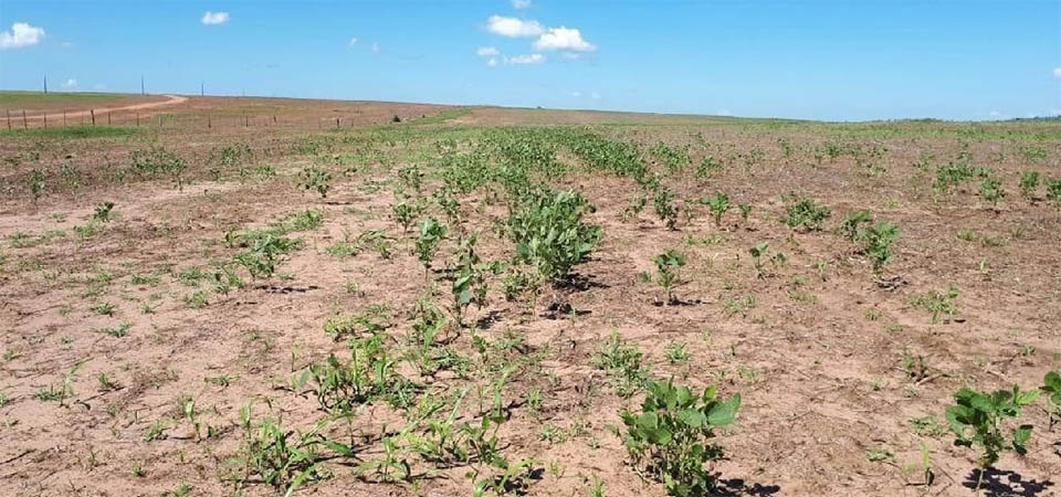 Produtores devem ter cautela no plantio com o fim do vazio sanitário