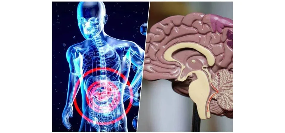 O corpo alerta para o Alzheimer muito antes do cérebro; a pista está no intestino