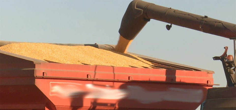 Demanda por milho em Mato Grosso aumenta com projeção de maior consumo pelas usinas