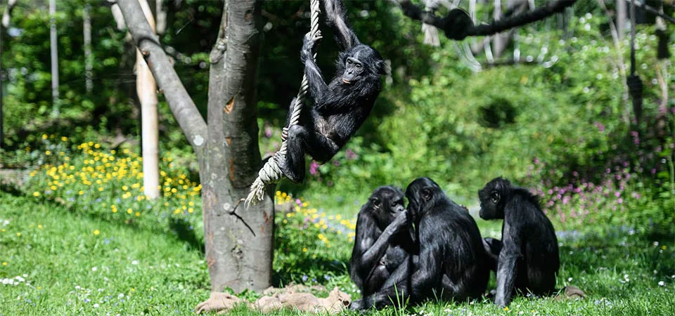 Macacos são capazes de brincar de ‘faz de conta’, diz pesquisa
