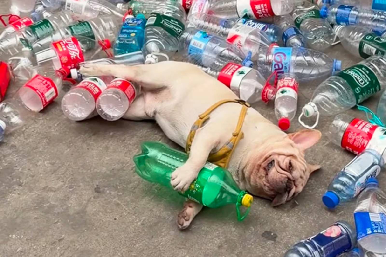 Cão que recolhe garrafas plásticas viraliza e sofre ameaça de morte na China