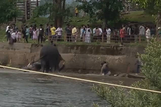 Elefantes brigam e matam mulher esmagada em atração turística na Índia
