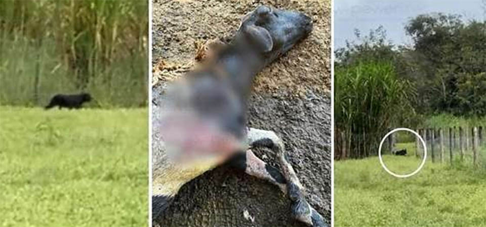 Cachorro ataca 18 carneiros e deixa rastro de prejuízo em propriedades rurais
