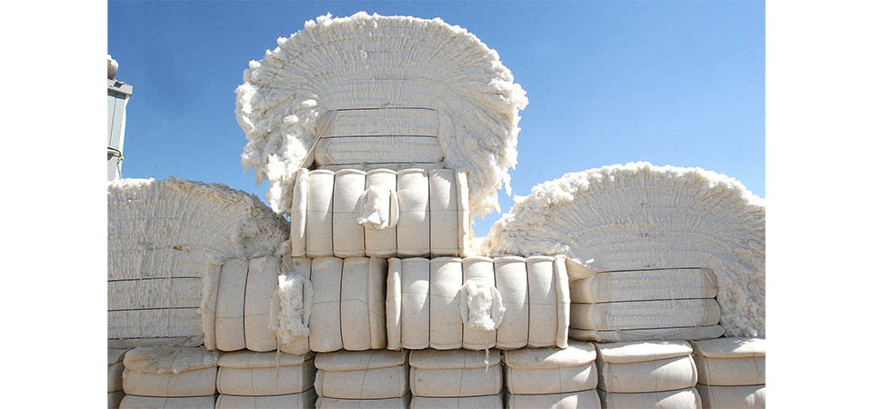 Exportação de algodão do Mato Grosso representa 62% do total nacional