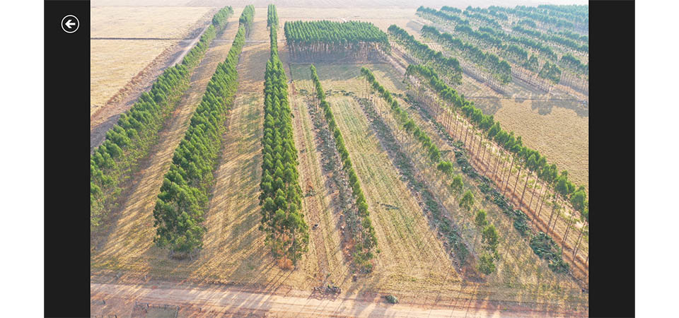 Após 12 anos, pesquisa traz embasamento para plantio de árvores em sistemas ILPF