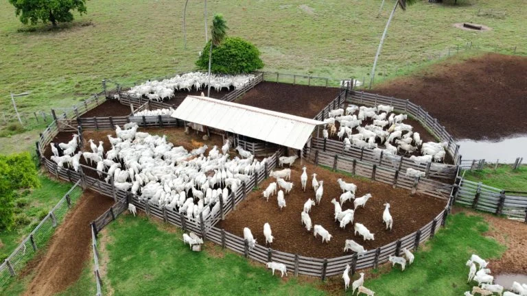 Mesmo reduzindo estoque, Mato Grosso fecha 2025 com mais de 31 milhões de bovinos