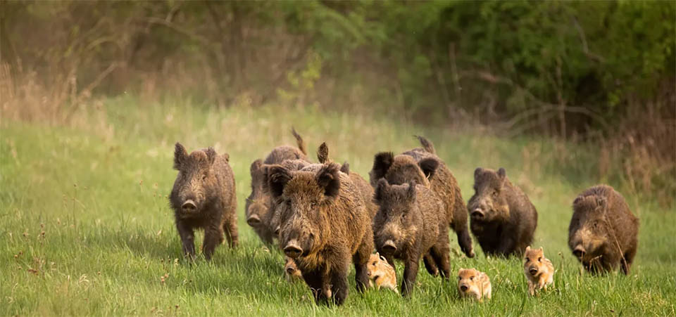 Levantamento nacional quer medir impactos dos javalis na agropecuária brasileira