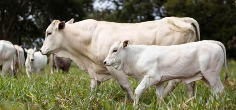 Mato Grosso bate recorde na produção de carne bovina em 2024