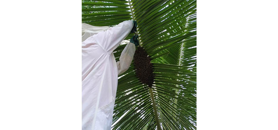 Dois são socorridos após ataque de abelhas