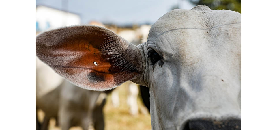 Indea divulga atualização de estoque de bovinos; MT se mantém na liderança com maior rebanho do país