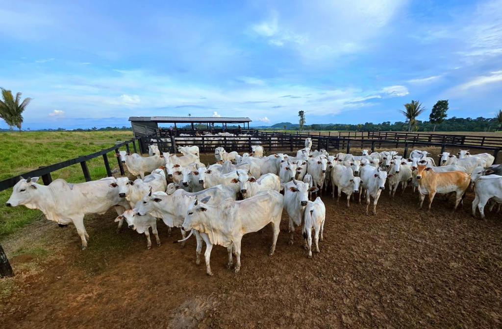 Campanha de atualização de estoque de rebanhos começa hoje (1º) em MT