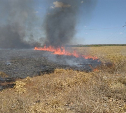 Sorriso: Incêndio criminoso atinge área de pasto próximo a entrada do Pinheiros II