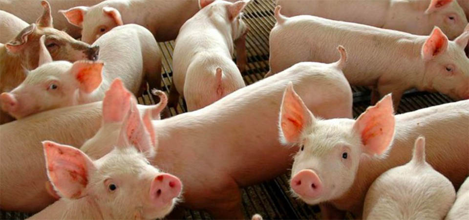 Lideranças avaliam medidas para fortalecer suinocultura em MT
