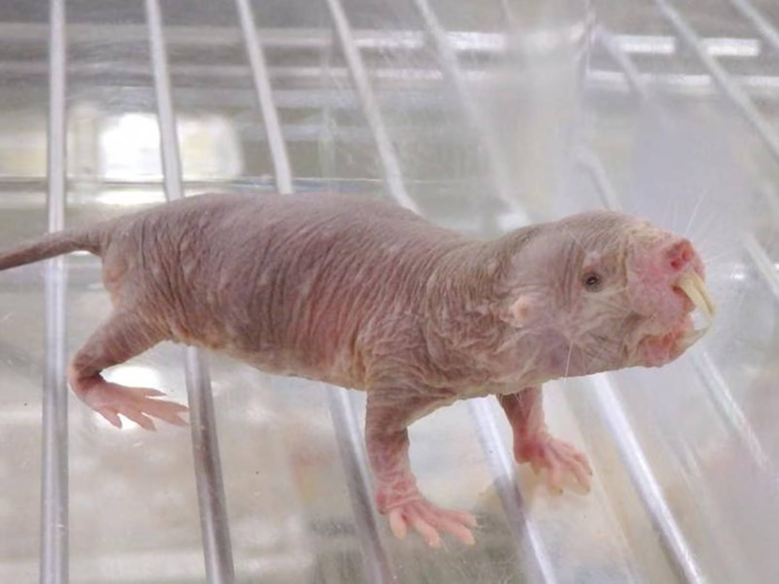 Como um rato está revelando os segredos para retardar o envelhecimento em humanos