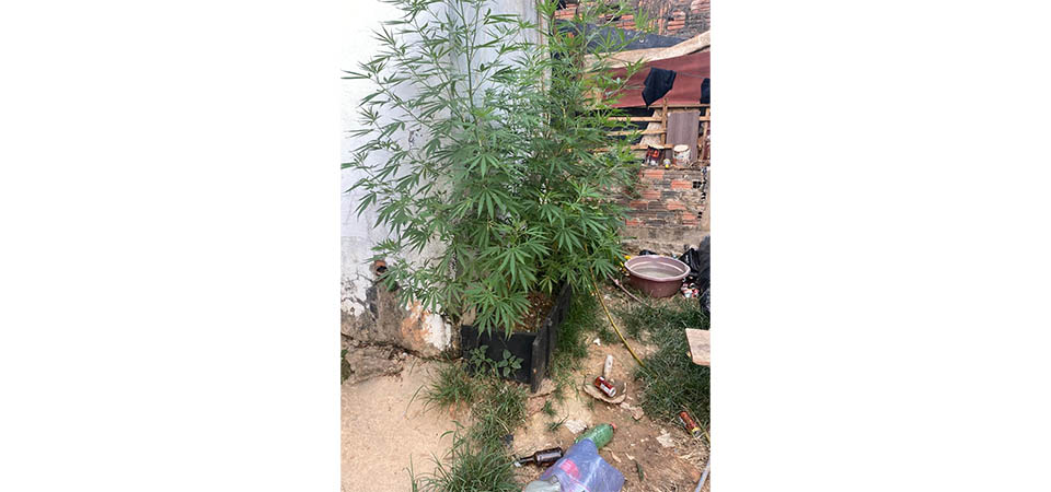 Rotam prende homem por tráfico e apreende mudas de maconha
