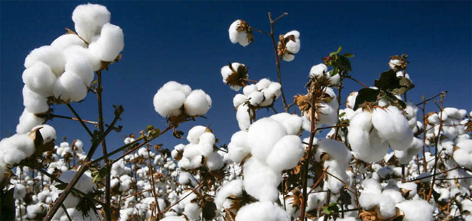 Clima favorece desenvolvimento do algodão em Mato Grosso no início de março