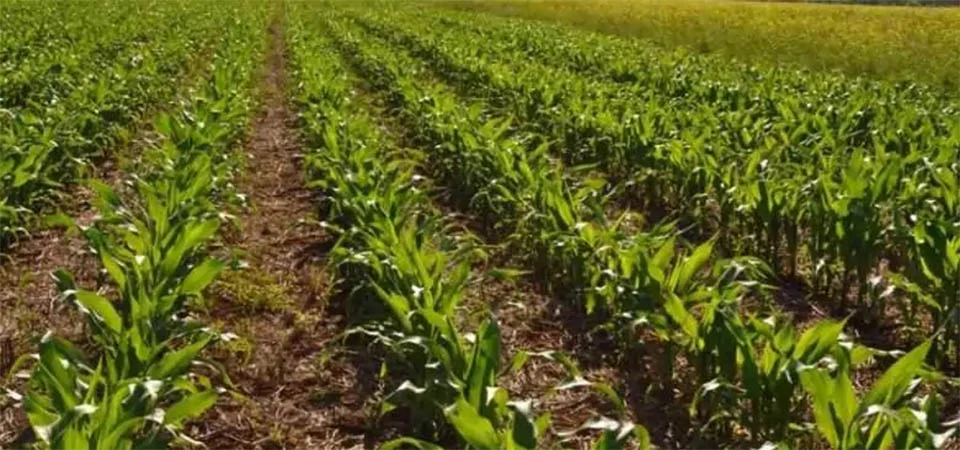 Plantio do milho avança para 67% e algodão entra na reta final em Mato Grosso