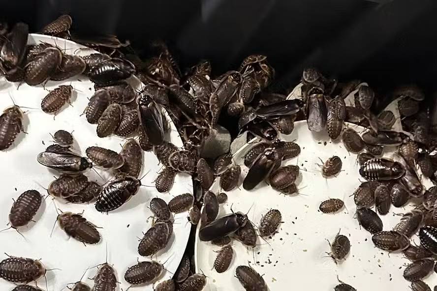 Mais de 100 mil baratas avaliadas em cerca de R$ 700 mil são apreendidas