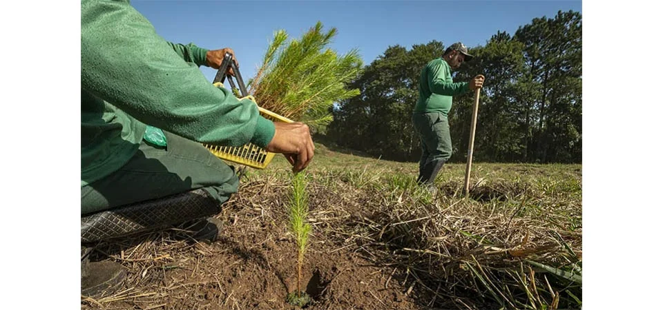 Silvicultura de precisão eleva produtividade do setor florestal