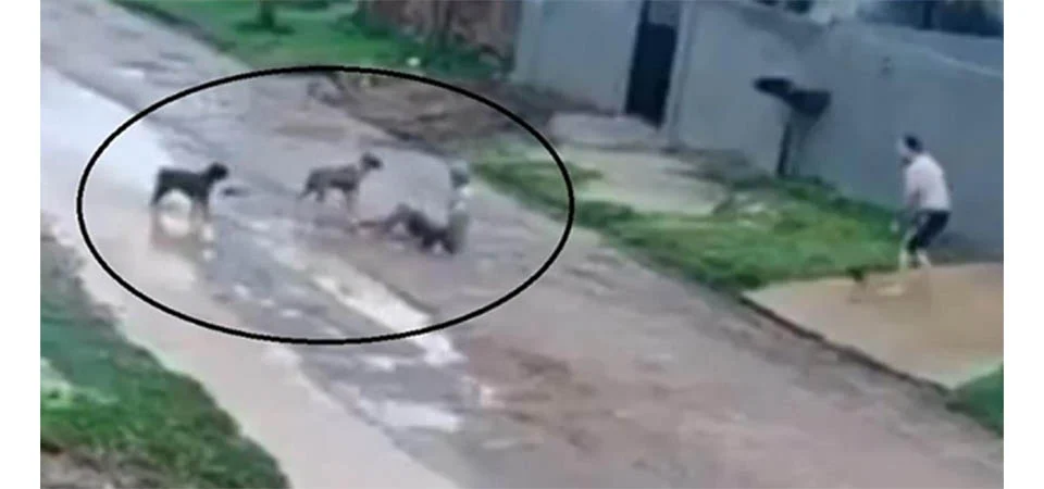 Idoso é atacado por Pitbulls no meio da rua em MT. Veja vídeo