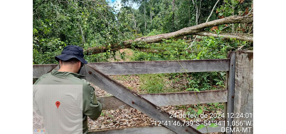 Operação integrada combate a extração ilegal de madeira
