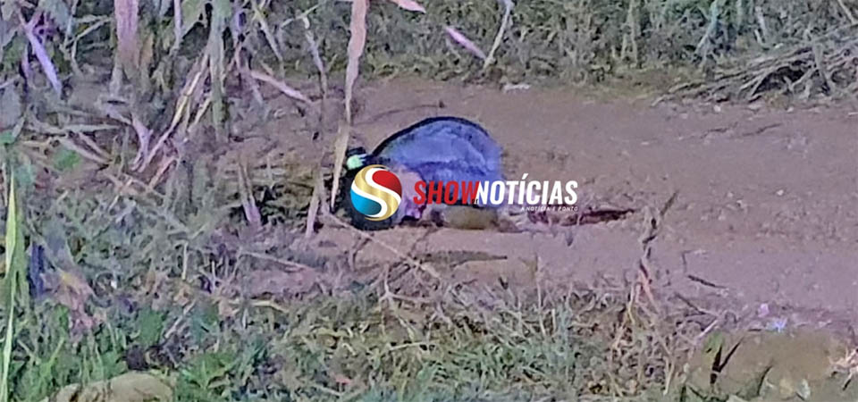 Mulher de 36 anos é morta a tiro em tocaia feita por amásio