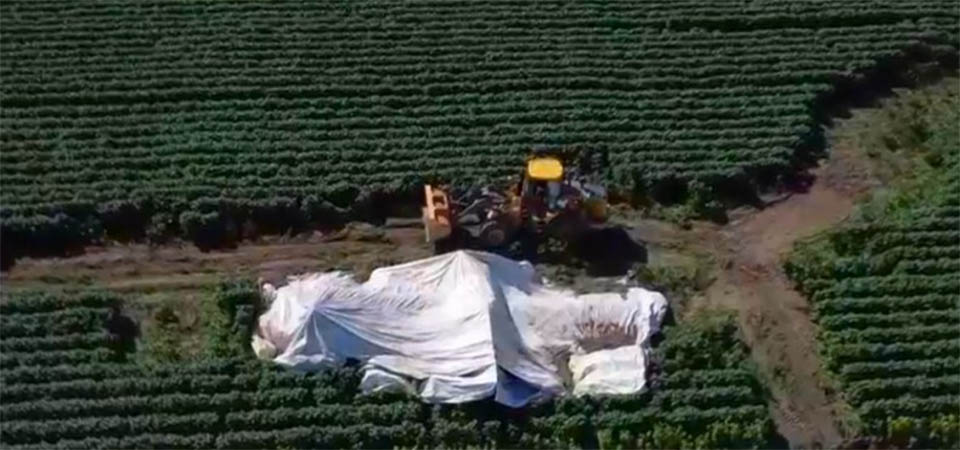 Tapurah: Avião agrícola cai após possível falha mecânica