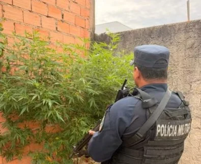 Denúncia de violência faz PM achar plantação de maconha de casal