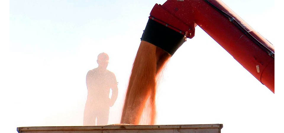 Plantio de milho avança em Mato Grosso e ‘janela ideal’ vai até dia 28