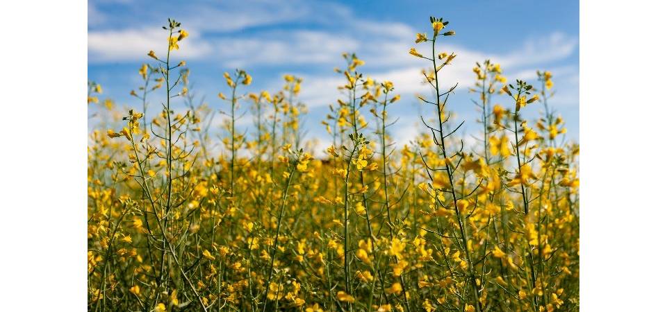 Canola avança no Brasil e se consolida como alternativa estratégica de renda no campo