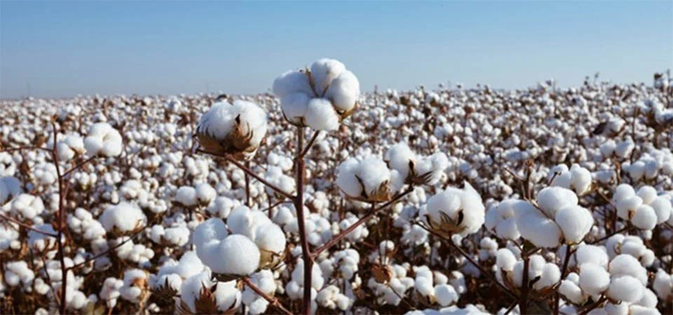 Pulgão-do-algodoeiro preocupa produtores e pode reduzir até 40% da produtividade do algodão