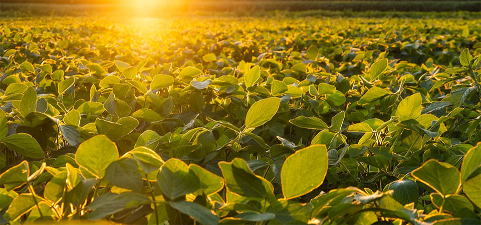 Governo Federal anuncia R$ 251 bilhões para “Plano Safra” com juros de até 4,5% ao ano