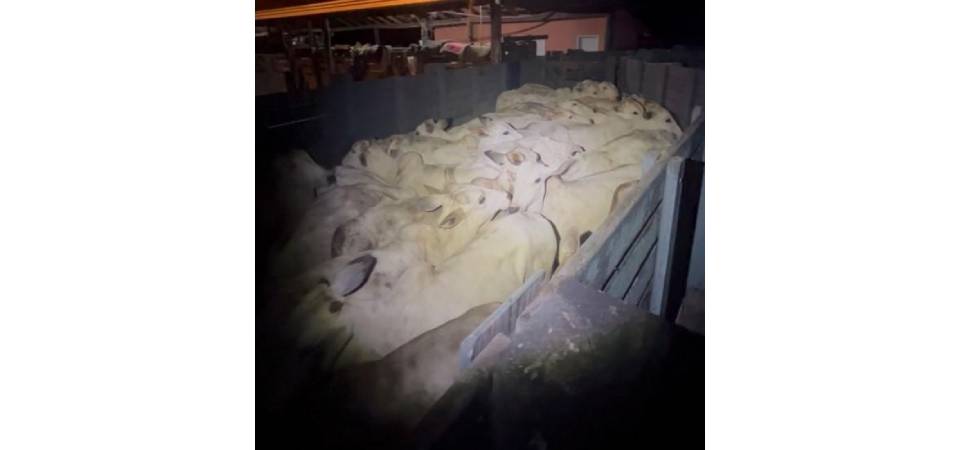 Polícia Militar frustra furto de gado em zona rural