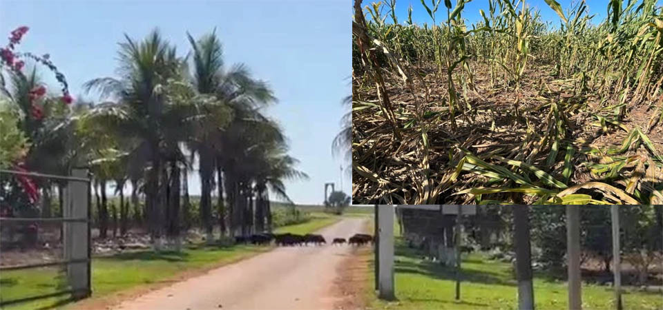 Porcos selvagens devastam lavouras de milho em MT