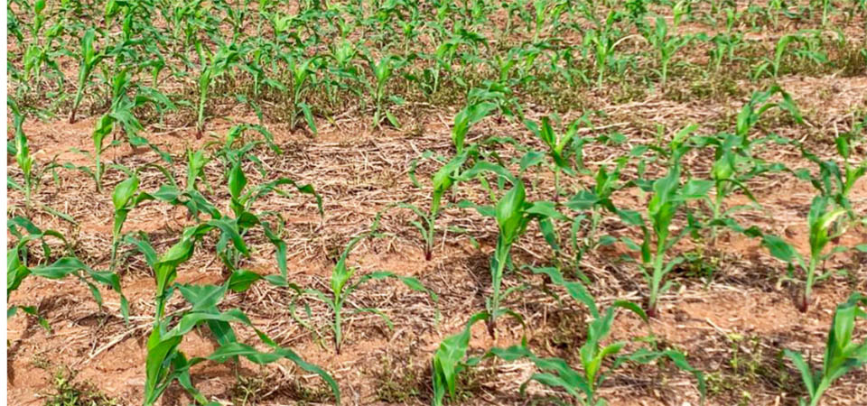 Com seca e guerra, mundo pode viver maior crise de abastecimento desde a 2ª Guerra Mundial