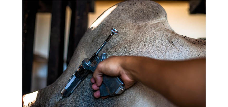 Indea prorroga vacinação contra febre aftosa até 10 de dezembro