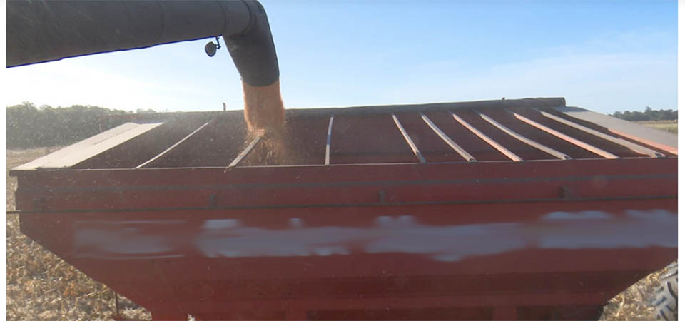 Produção de etanol à base de milho em Mato Grosso aumenta 39% e é líder nacional