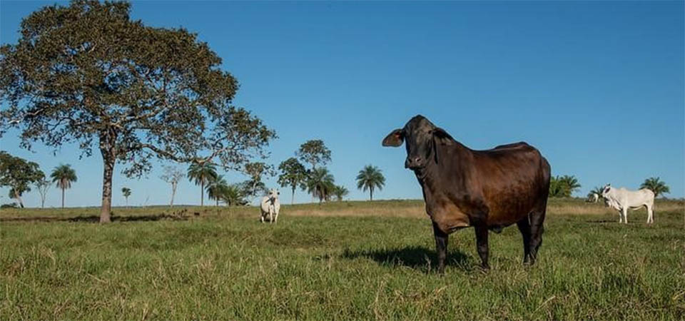 Mapeamento inédito mostra qualidade das áreas de pastagem de Mato Grosso