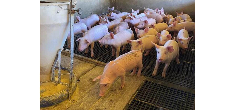 Mercado de suínos no Brasil retoma aquecimento e registra recorde de exportações