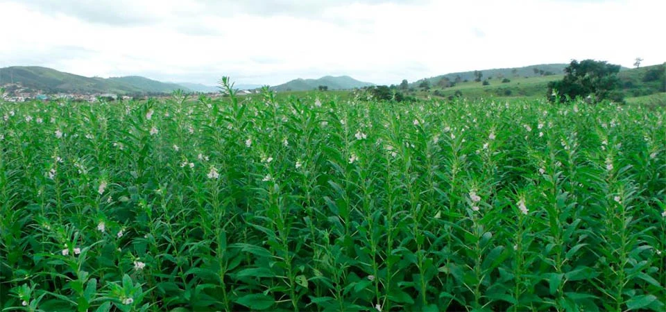 Gergelim ganha espaço e se consolida como segunda opção de safra em Mato Grosso