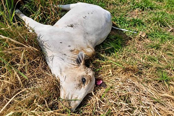 Cinco vacas prenhes morrem após possível descarga elétrica em fazenda
