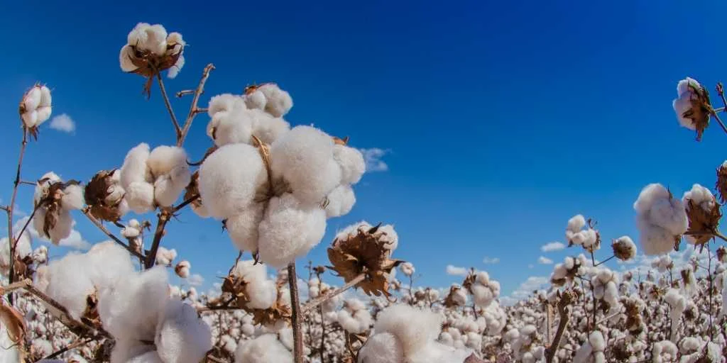 Mato Grosso fecha ano com recorde na produção de algodão